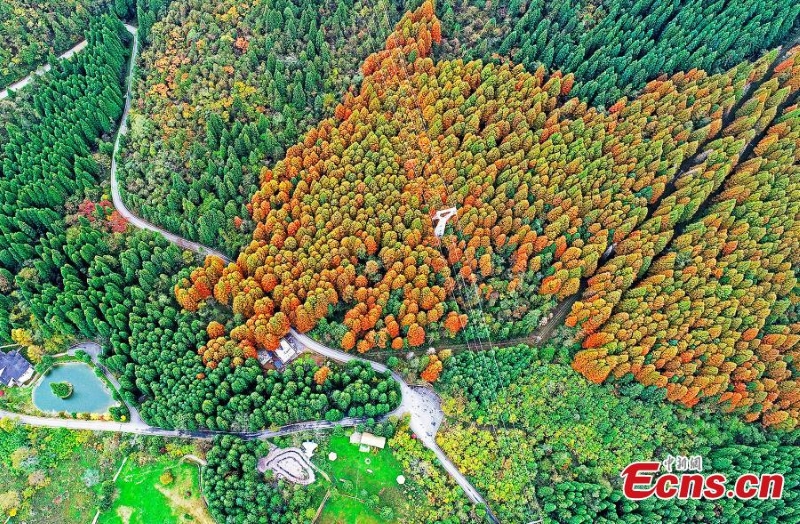 Η πολ?χρωμη ομορφι? των δ?ντρων στο δασικ? π?ρκο του βουνο? Γουλ?νγκ