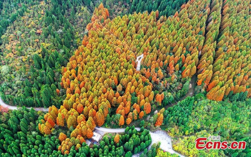 Η πολ?χρωμη ομορφι? των δ?ντρων στο δασικ? π?ρκο του βουνο? Γουλ?νγκ