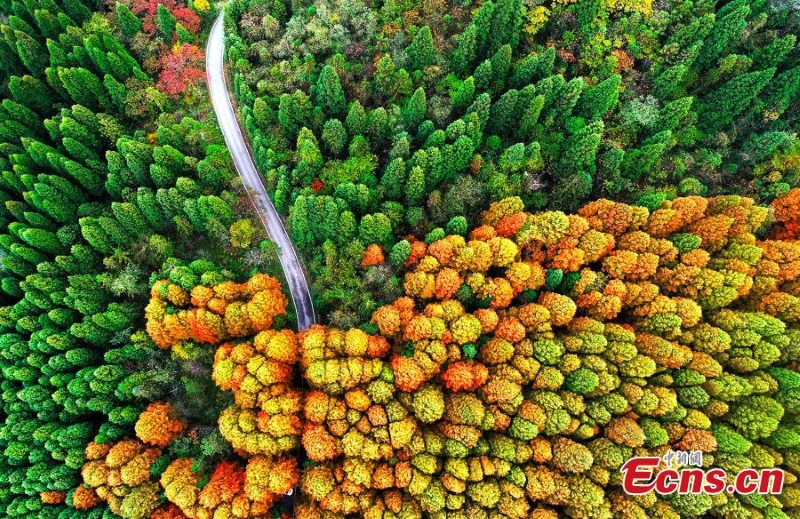 Η πολ?χρωμη ομορφι? των δ?ντρων στο δασικ? π?ρκο του βουνο? Γουλ?νγκ