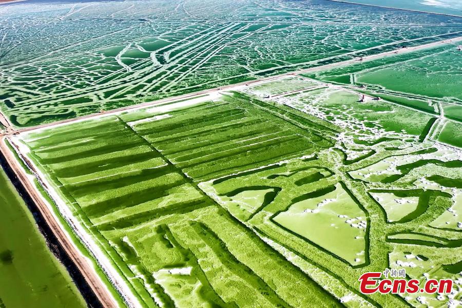 Αλυκ? Qarhan: σμαραγδ?νια πρ?σινη το φθιν?πωρο