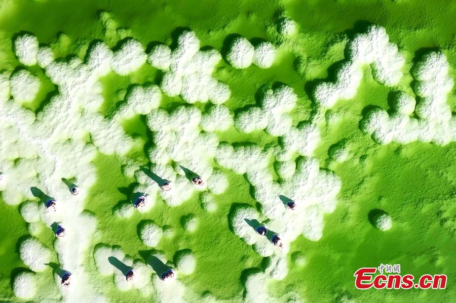 Αλυκ? Qarhan: σμαραγδ?νια πρ?σινη το φθιν?πωρο