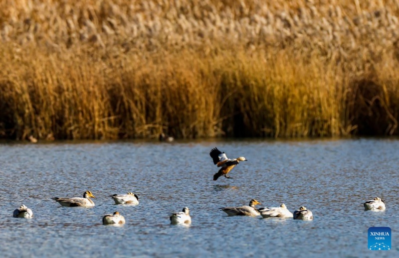 Το παν?μορφο παν?ραμα του υγροτ?που Λχαλο? στην Λ?σα