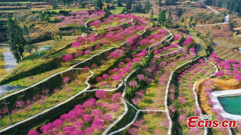 Ροζ ?νθη φωτ?ζουν το Χουμπ?ι