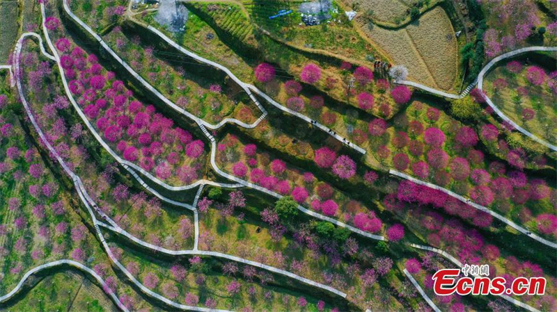 Ροζ ?νθη φωτ?ζουν το Χουμπ?ι