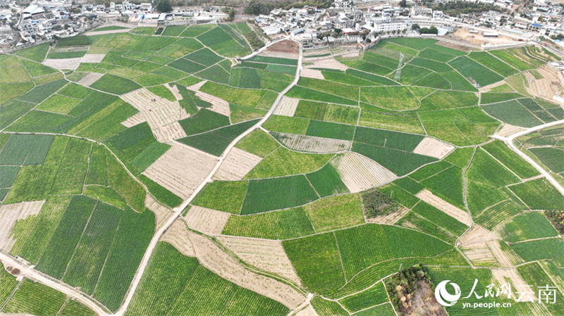 Οι χειμεριν?? πατ?τε? μπα?νουν σε περ?οδο συγκομιδ?? στην επαρχ?α Γιουν?ν τη? ΝΔ Κ?να?