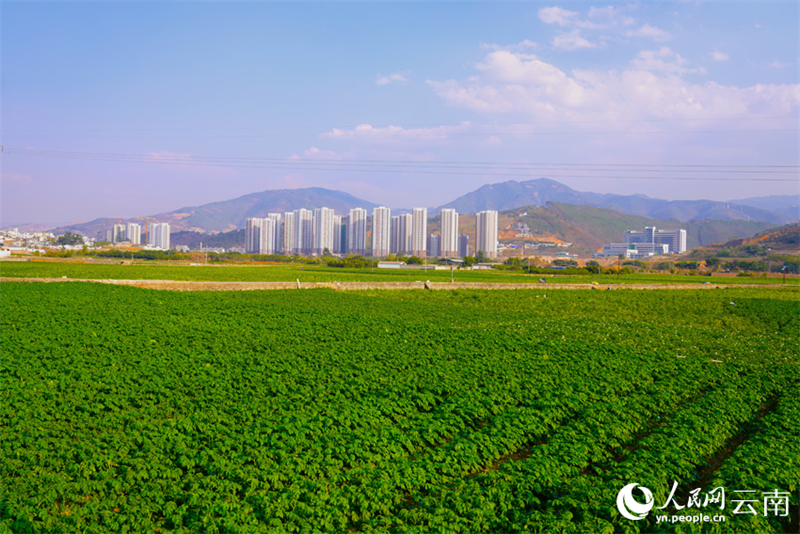 Οι χειμεριν?? πατ?τε? μπα?νουν σε περ?οδο συγκομιδ?? στην επαρχ?α Γιουν?ν τη? ΝΔ Κ?να?