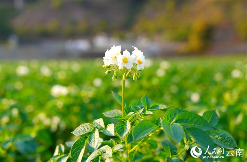 Οι χειμεριν?? πατ?τε? μπα?νουν σε περ?οδο συγκομιδ?? στην επαρχ?α Γιουν?ν τη? ΝΔ Κ?να?