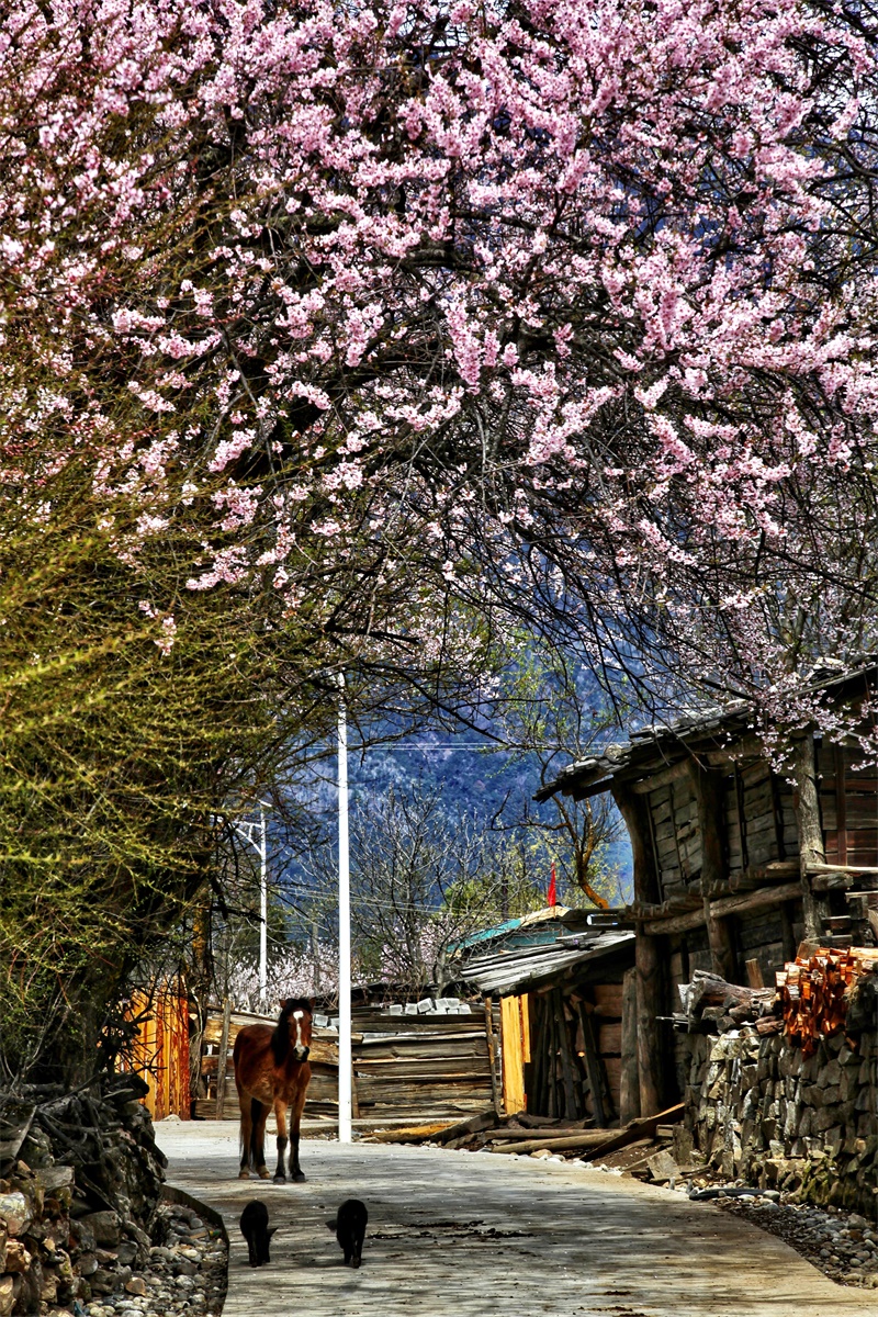 ?κθεση Εξαιρετικ?ν ?ργων του 3ου Φεστιβ?λ Διαδικτυακ?ν Β?ντεο του Θιβ?τ