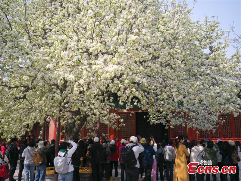 Ανθισμ?να λουλο?δια δελε?ζουν επισκ?πτε? σε αρχα?ο να? στο Πεκ?νο