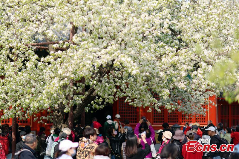 Ανθισμ?να λουλο?δια δελε?ζουν επισκ?πτε? σε αρχα?ο να? στο Πεκ?νο