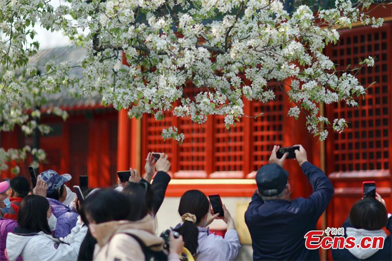 Ανθισμ?να λουλο?δια δελε?ζουν επισκ?πτε? σε αρχα?ο να? στο Πεκ?νο