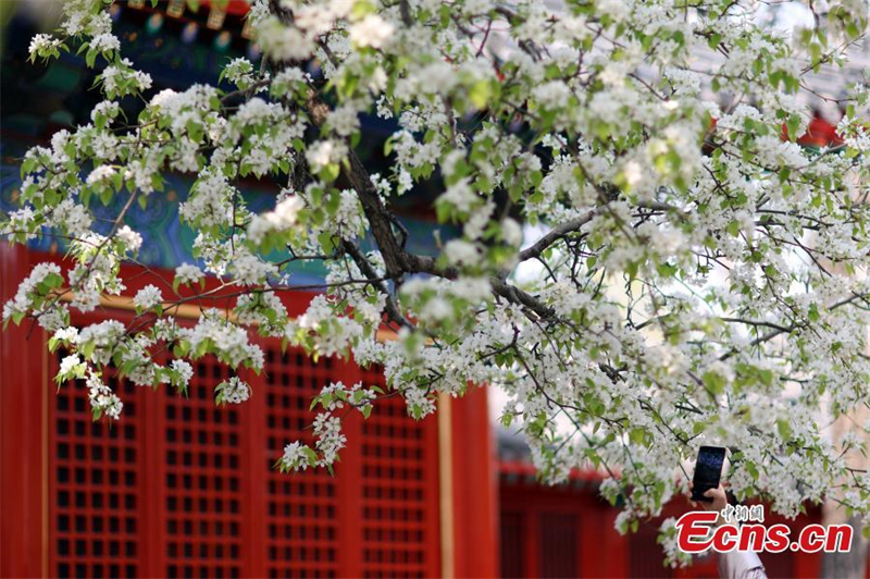 Ανθισμ?να λουλο?δια δελε?ζουν επισκ?πτε? σε αρχα?ο να? στο Πεκ?νο