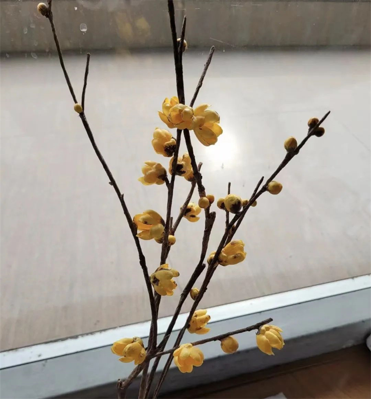 Μια κοπ?λα αφιερωμ?νη στην τ?χνη τη? κατασκευ?? λουλουδι?ν τονγκτσ?ο