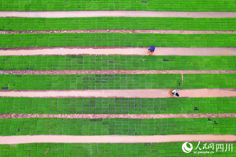 Βιομηχανοποιημ?νη καλλι?ργεια δενδρυλλ?ων ρυζιο? σε εξ?λιξη στην επαρχ?α Σ?τσουαν τη? νοτιοδυτικ?? Κ?να?