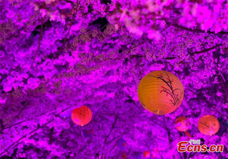 ?νθη κερασι?? και πολ?χρωμοι φωτισμο? ομορφα?νουν το Γιεντ?ι