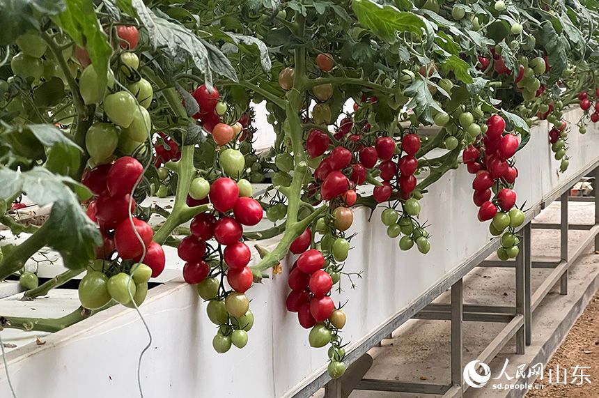 Περισσ?τερε? απ? 2.000 ποικιλ?ε? λαχανικ?ν εκτ?θηκαν?στην ?κθεση Λαχανικ?ν Σοουγκου?νγκ