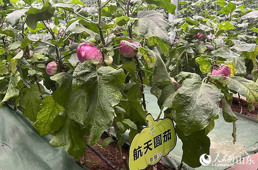 Περισσ?τερε? απ? 2.000 ποικιλ?ε? λαχανικ?ν εκτ?θηκαν?στην ?κθεση Λαχανικ?ν Σοουγκου?νγκ