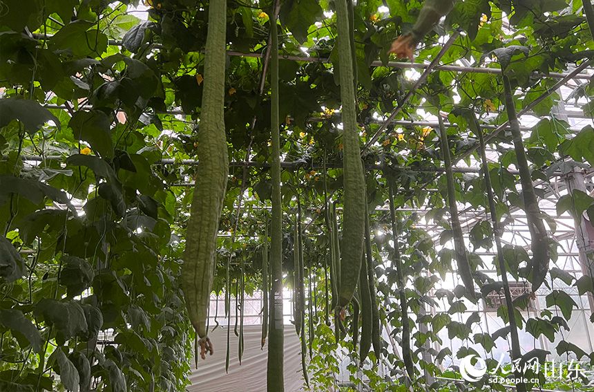 Περισσ?τερε? απ? 2.000 ποικιλ?ε? λαχανικ?ν εκτ?θηκαν?στην ?κθεση Λαχανικ?ν Σοουγκου?νγκ