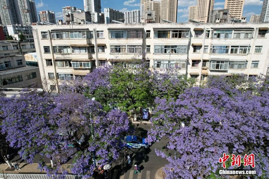 Δ?νδρα Ιακαρ?νδη??στην π?λη?Κουνμ?νγκ τη? επαρχ?α? Γιουν?ν ανθ?ζουν?σαν ?σερπαντ?να? και ντ?νουν?την οδ?