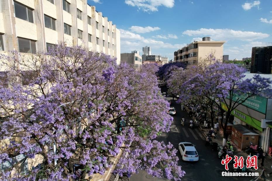 Δ?νδρα Ιακαρ?νδη??στην π?λη?Κουνμ?νγκ τη? επαρχ?α? Γιουν?ν ανθ?ζουν?σαν ?σερπαντ?να? και ντ?νουν?την οδ?