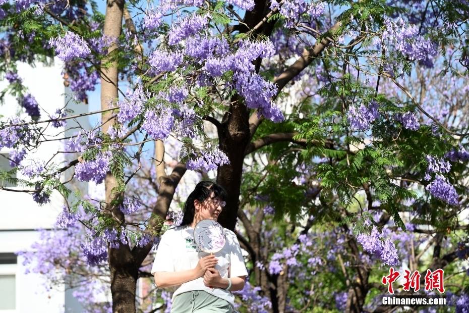 Δ?νδρα Ιακαρ?νδη??στην π?λη?Κουνμ?νγκ τη? επαρχ?α? Γιουν?ν ανθ?ζουν?σαν ?σερπαντ?να? και ντ?νουν?την οδ?