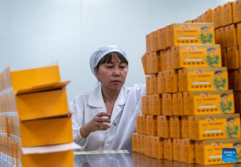 Η καλλι?ργεια Panax Notoginseng συμβ?λλει στην αγροτικ? αναζωογ?νηση στη ΝΔ Κ?να