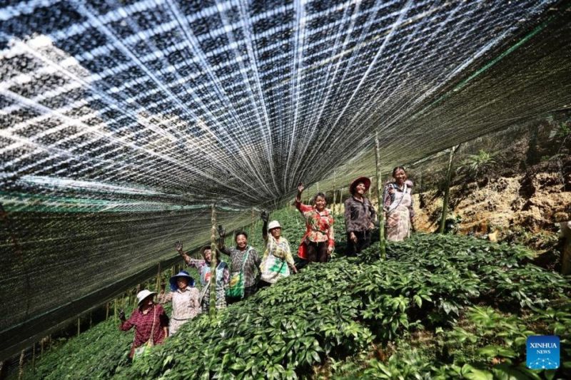 Η καλλι?ργεια Panax Notoginseng συμβ?λλει στην αγροτικ? αναζωογ?νηση στη ΝΔ Κ?να