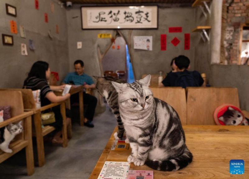 Ο γατοκαφεν?? τη? Οδο? Νανλουογκουσι?νγκ