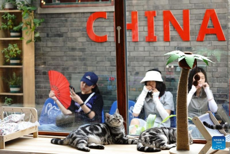 Ο γατοκαφεν?? τη? Οδο? Νανλουογκουσι?νγκ