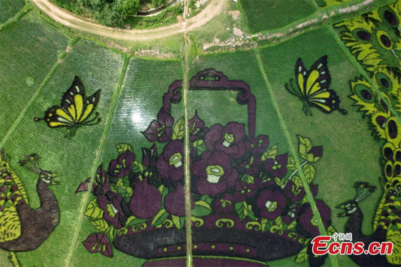 Τερ?στια ?ργα τ?χνη? στου? ορυζ?νε? του Γιουν?ν