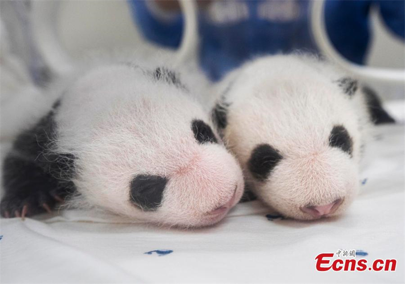 Μωρουδιακ?? φωτογραφ?ε? δ?δυμων π?ντα στην Ν. Κορ?α