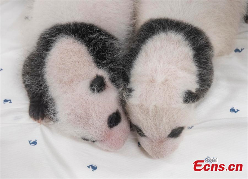 Μωρουδιακ?? φωτογραφ?ε? δ?δυμων π?ντα στην Ν. Κορ?α