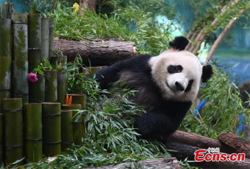 Ν?α γιγ?ντια π?ντα συναντο?ν το κοιν? στο Χανγκτζ?ου