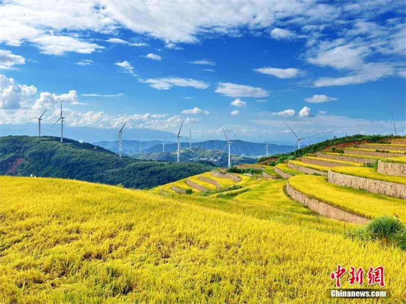 Ορυζ?να? σε εγκαταλελειμμ?νο λατομε?ο στο Γκουανγκσ?