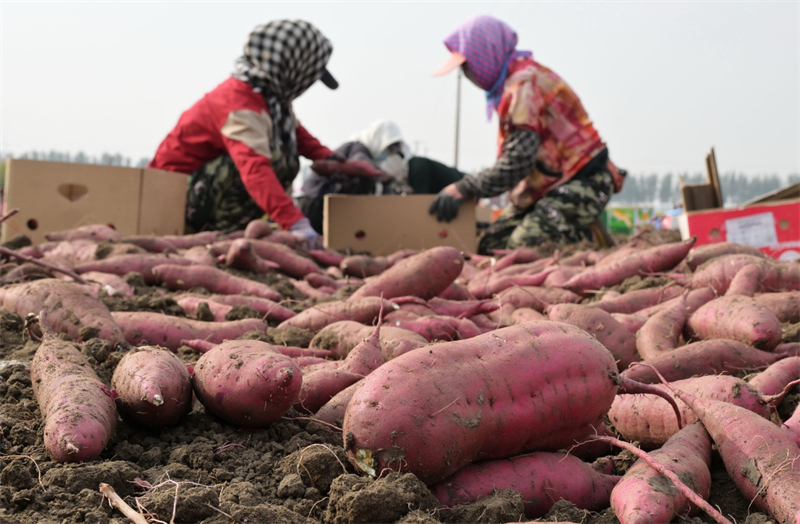 Η Κ?να στην χρυσ? περ?οδο τη? συγκομιδ??