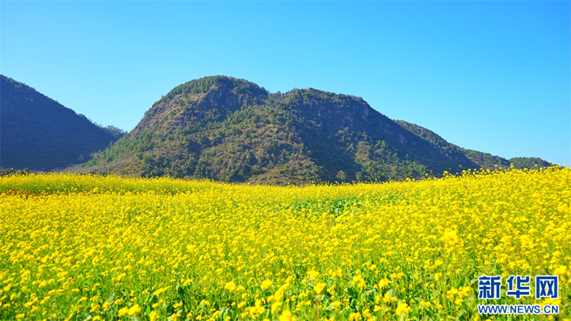 Γιουν?ν: 4000 mu ?νθη ελαιοκρ?μβη? βρ?σκονται σε πλ?ρη ?νθιση