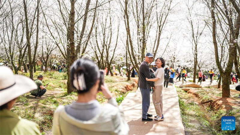 Ανθισμ?νε? κερασι?? στη Ν?α Περιοχ? Γκου??αν τη? επαρχ?α? Γκουε?τζ?ου