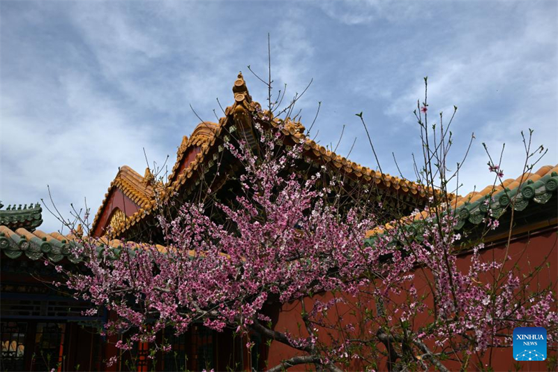 Ανθισμ?να λουλο?δια στο Μουσε?ο του Παλατιο? στο Πεκ?νο