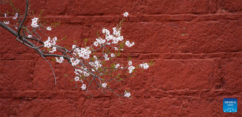 Τοπ?α ανθισμ?νων λουλουδι?ν στην αυτ?νομη περιοχ? Σιζ?νγκ