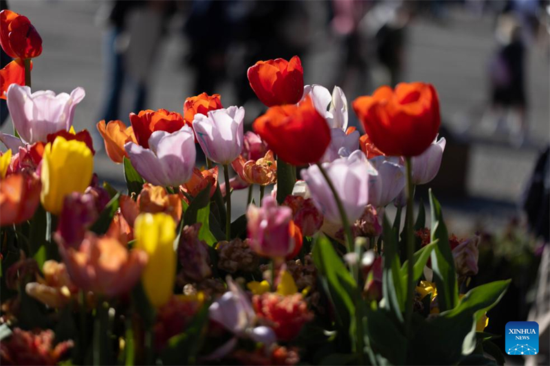 Το Φεστιβ?λ Τουλ?πα? για το 2024 πραγματοποι?θηκε στο ?μστερνταμ