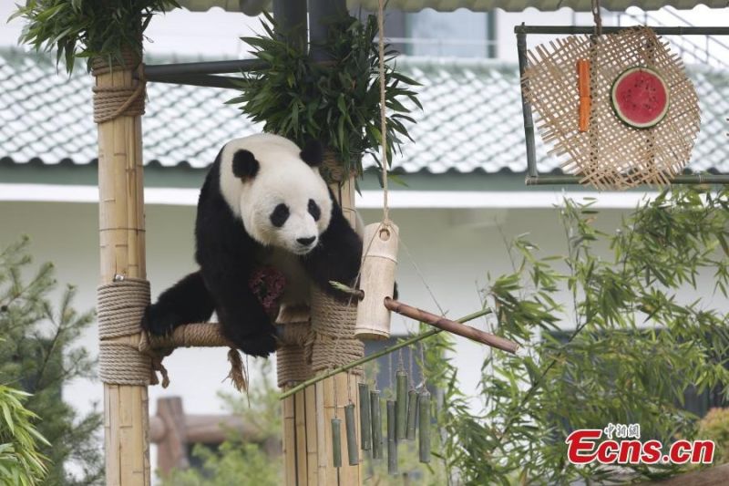 Φωτογραφ?ε?: Το γιγ?ντιο π?ντα Γιατζ? γιορτ?ζει τα 10α γεν?θλι? του