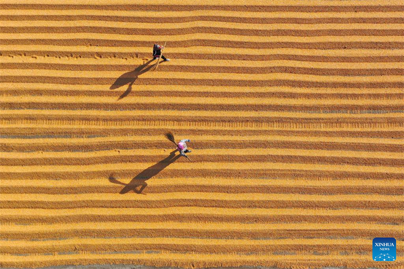 Εποχ? συγκομιδ?? για του? αγρ?τε? σε ?λη την Κ?να