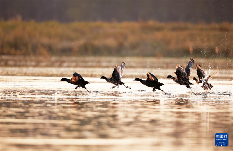 H Κ?να ντ?νεται με πολ?χρωμα φθινοπωριν? χρ?ματα