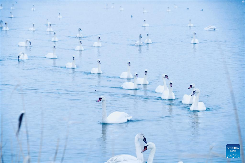 Μαγικ?? εικ?νε? χ?ρισαν οι κ?κνοι του Υγροβι?τοπου Σου?ν Σπρ?νγκ