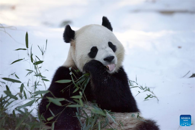 To αρσενικ? γιγαντια?ο π?ντα Μπ?ο Λι τρ?ει μπαμπο? στον Εθνικ? Ζωολογικ? Κ?πο του Σμιθσονιαν στην Ου?σινγκτον, D.C., Ηνωμ?νε? Πολιτε?ε?, στι? 9 Ιανουαρ?ου 2025. Ο Εθνικ?? Ζωολογικ?? Κ?πο? του Σμιθσονιαν διοργ?νωσε εκδ?λωση παρουσ?αση? για τα κινεζικ? μ?σα ενημ?ρωση? στι? 9 Ιανουαρ?ου, ?που οι γιγ?ντιοι π?ντα Μπ?ο Λι και Τσινγκ Μπ?ο ?καναν την πρ?τη του? εμφ?νιση μπροστ? στην κ?μερα. Φωτογραφ?α: Xinhua