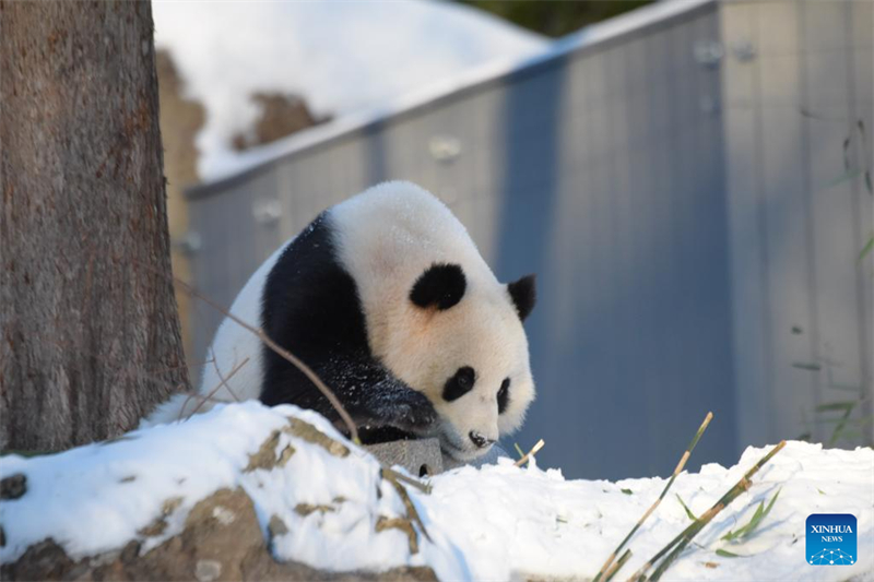 Τα γιγαντια?α π?ντα Μπ?ο Λι και Τσινγκ Μπ?ο στο ζωολογικ? κ?πο τη? Γου?σινγκτον
