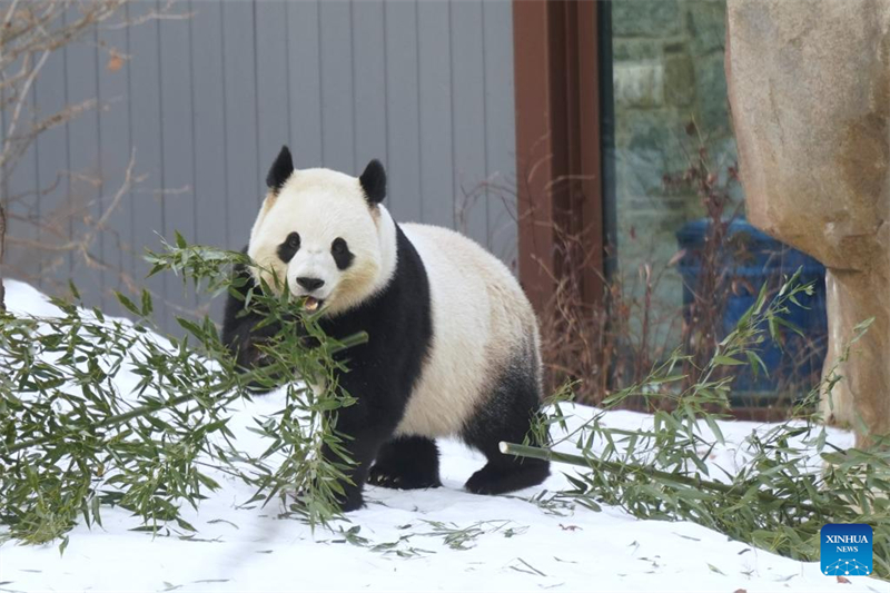 Το γιγ?ντιο Π?ντα Μπ?ο Λ? τρ?ει μπαμπο? στον Εθνικ? Ζωολογικ? Κ?πο Σμιθσ?νιαν στην Ου?σιγκτον, των Ηνωμ?νων Πολιτει?ν, στι? 24 Ιανουαρ?ου. (Φωτογραφ?α / Xinhua)