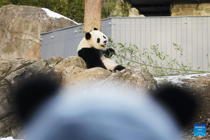 Ζευγ?ρι γιγ?ντιων Π?ντα κ?νει το δημ?σιο ντεμπο?το του στην Ου?σιγκτον