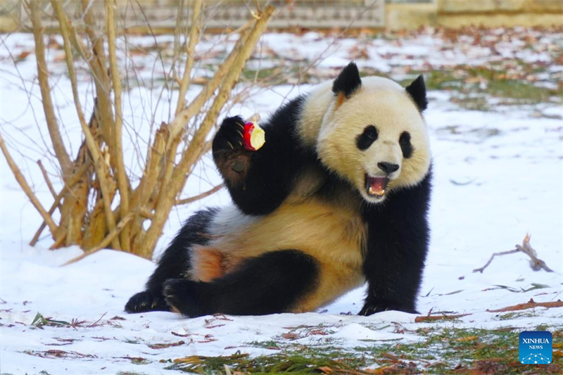 Ζευγ?ρι γιγ?ντιων Π?ντα κ?νει το δημ?σιο ντεμπο?το του στην Ου?σιγκτον