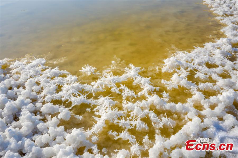 ?νθη ?λατο? σε αλυκ? τη? β?ρεια? Κ?να?